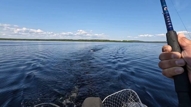 В поисках беглянки.ФОРЕЛЬ в КАРЕЛИИ! смотреть онлайн
