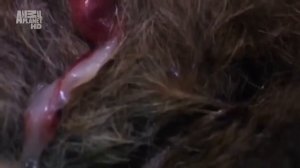 Странные существа Австралии 1000 лет Эволюция видов  сумчатый Тасманийский дьявол