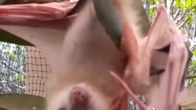 10 Awesome albino animals 🐇🐐🐑 смотреть онлайн