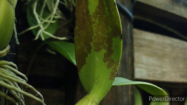 Орхидея Шомбургкия обзор #Myrmecophila Tibicinis (Schomburgkia) #шомбургкия #irisdominicana