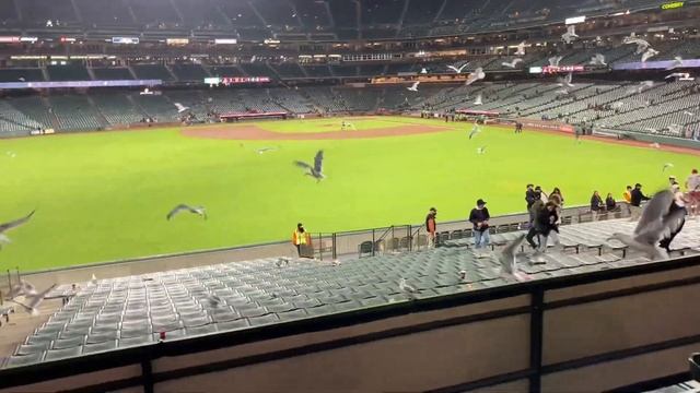 Seagulls invade Oracle Park | They show up like clockwork. смотреть онлайн
