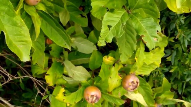 Мушмула. Мушмула германская. Medlar Tree. Die Mispel. Mespilus germanica. смотреть онлайн
