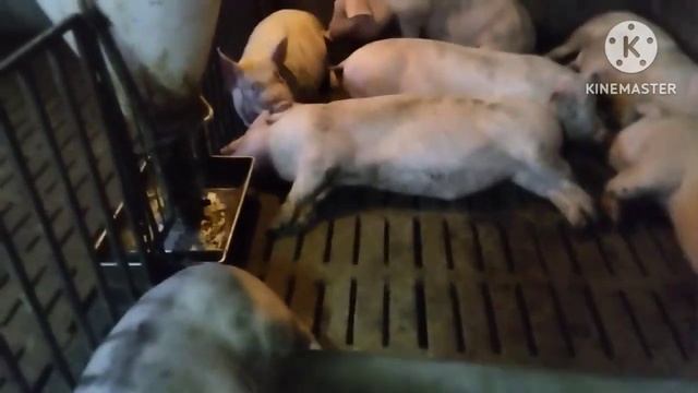 Откачка из под щелевого пола, нюансы. Какие ошибки допустил Водолага? смотреть онлайн