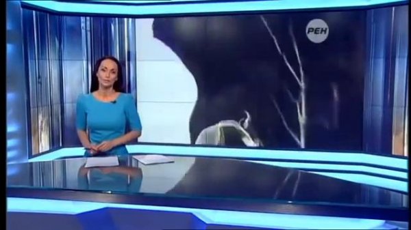 Русский солдат спасает кошку.