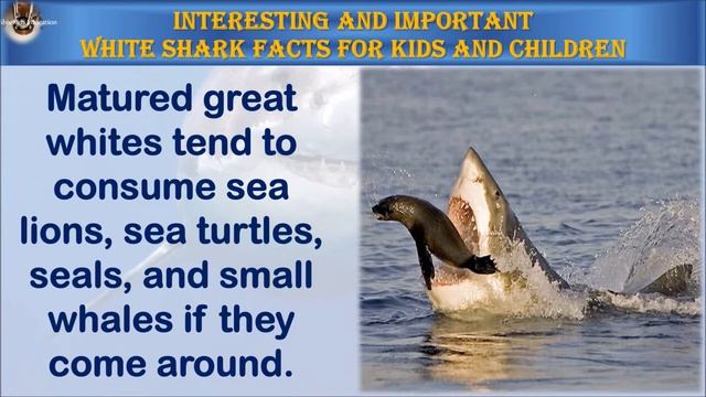 Great White Shark facts for kids| Animal Facts for kids|animal facts guide|great white shark facts смотреть онлайн