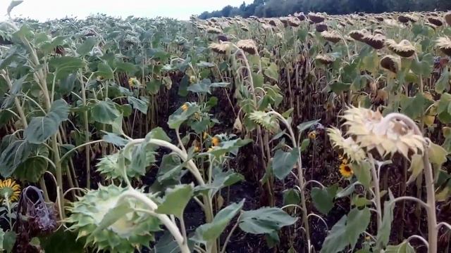 Подсолнух дал тройной урожай смотреть онлайн