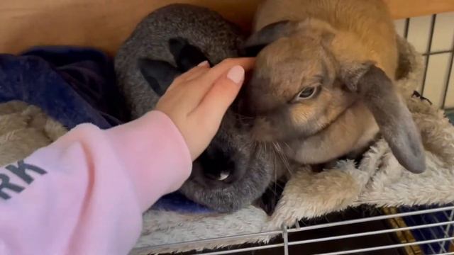Учим команду. Полностью встали ушки. День четвертый. Вельш корги пемброк триколор. VLOG смотреть онлайн