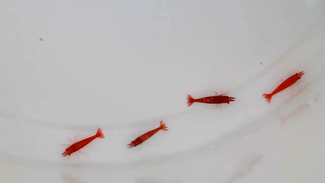 КРЕВЕТКИ REDFIRE И CHERRY смотреть онлайн