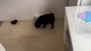 Кира заболела. Мои животные в деле. Лечу. Спасаю. Убегаю. Мой выходной. Влог.