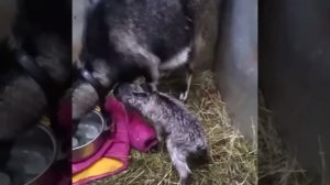 Роды у козы. Вышел пузырь с водами. Что делать если у козы слабая родовая деятельность