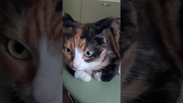 мои котики и дом сестра на плане смотреть онлайн