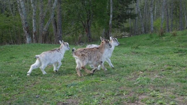 Fujifilm X-H2S, автофокус и замедленная 4K-съёмка смотреть онлайн