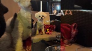 Диана и Кирилл уехали к семье Кирилла | Диана в первый раз играет в гольф? | Lady Diana Stories