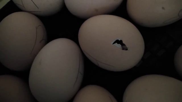 Наклев! Скоро вылупление. 20 день инкубации смотреть онлайн