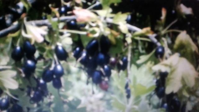 Йошта - полезные свойства и противопоказания.