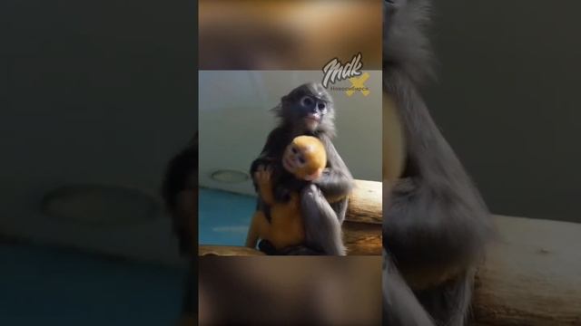 В нашем зоопарке родился жёлтый малыш-лангур #shorts #новосибирск #животные смотреть онлайн