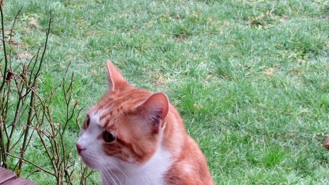 Playing with the Canon SX520 HS смотреть онлайн