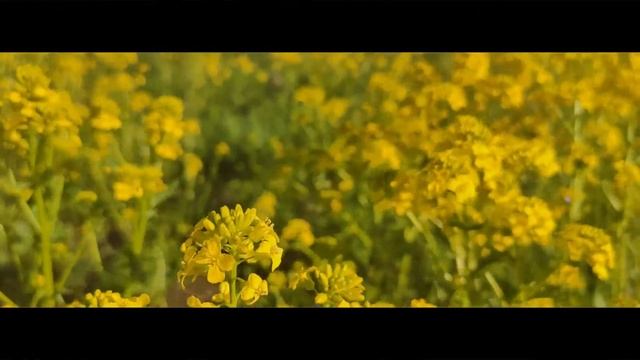 Май 2020 природа Шатурторф смотреть онлайн