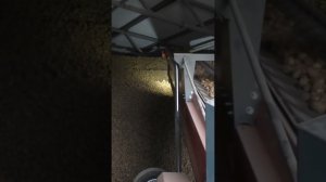 Кому картошки? Складирование и хранение картофеля! #картофель #еда #хранилище