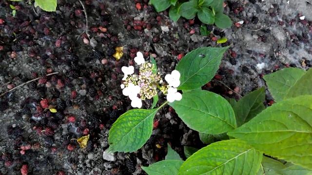 Гортензия Древовидная Полезные Советы смотреть онлайн