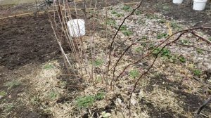 Удаляю малину сорт Пшехиба.