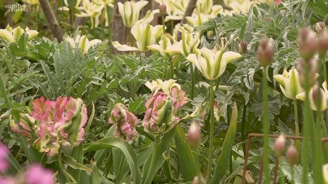 Spotlight on: Tulips ‘Spring Green’ & ‘Green Wave’ смотреть онлайн