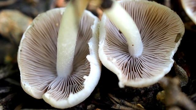 Psathyrelle de De Candolle (champignon de printemps) смотреть онлайн