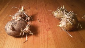 Проращивание картошки в соломе до посадки – шикарный результат!!!