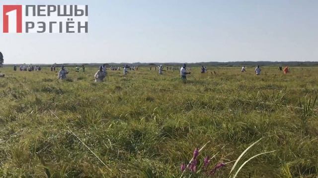 "Споровские сенокосы": чемпионат по ручному сенокошению. 12 .08.2017 смотреть онлайн