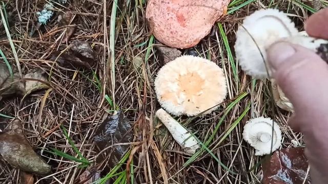 Секреты Творческой Вдохновенности