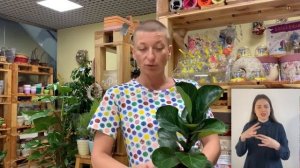 Фикус Лирата Бамбино { СУРДОПЕРЕВОД }  Комнатный цветок фикус