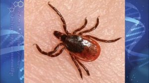 Биология 7 кл Пасечник §45 Класс Паукообразные