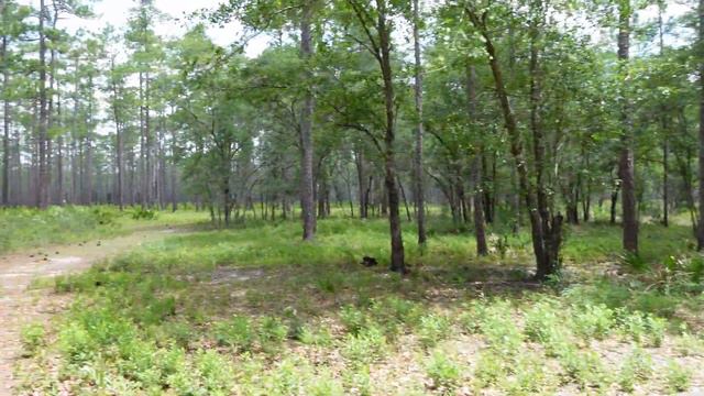 Uncovering Olustee: Florida's Forgotten Battlefield смотреть онлайн