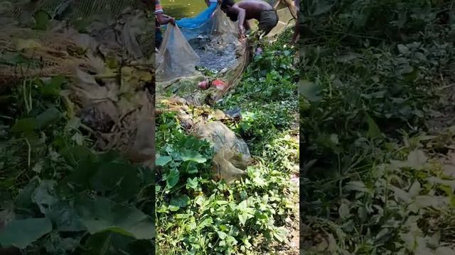 Unique Fish Tripping System। #shorts смотреть онлайн