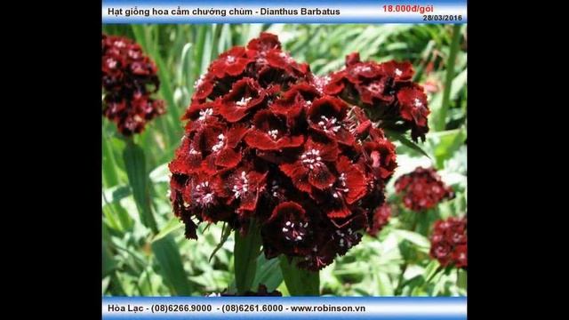 Dianthus Barbatus Hoa Cẩm chướng chùm смотреть онлайн
