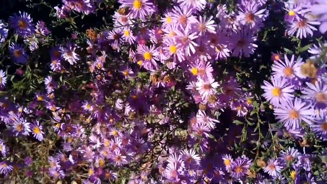 Астры и белая бабочка (сентябринки цветут видео) смотреть онлайн