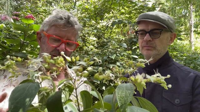 How to grow non tropical Clerodendrums: Stephen has three cold tolerant types so lets take a look. смотреть онлайн