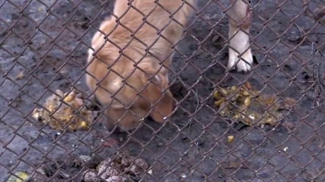 Дачники ЗАПЕРЛИ собаку в вольере УМИРАТЬ смотреть онлайн