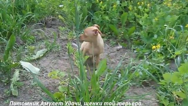 Питомник Амулет Удачи, щенки той-терьера. смотреть онлайн