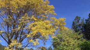 Александр Старостенко  Источник