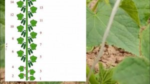 Формирование огурцов в один ствол