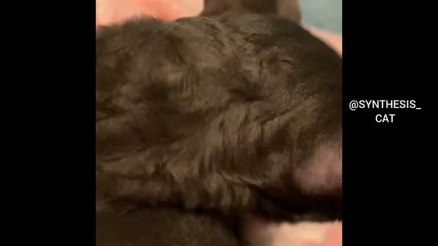 CORNISH REX CAT MOMENTS FOR EVERYONE