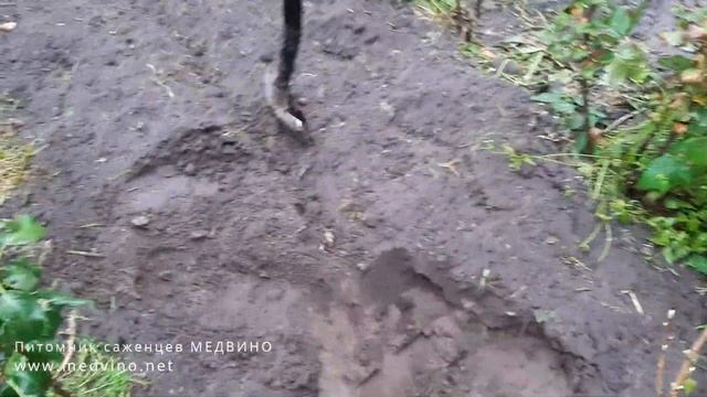 Как готовятся саженцы смородины к продаже смотреть онлайн