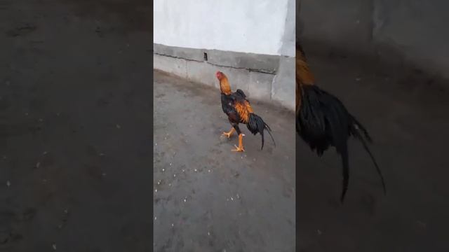 бойцовский петух о шамо бойцовский клуб о шамо России смотреть онлайн