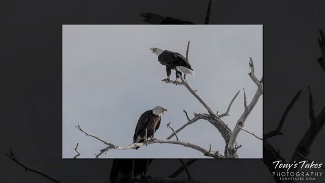 Bald Eagle Top Shots 2018 смотреть онлайн