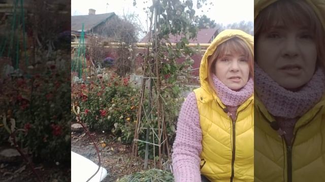 КАК СОХРАНИТЬ КЛЕМАТИСЫ В ЗИМУ ? УКРЫТИЕ КЛЕМАТИСОВ В СИБИРИ. смотреть онлайн