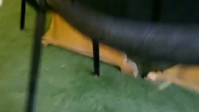 Dog vs Cat смотреть онлайн