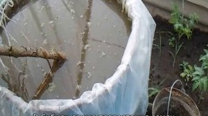 Лук и морковь на одной грядке