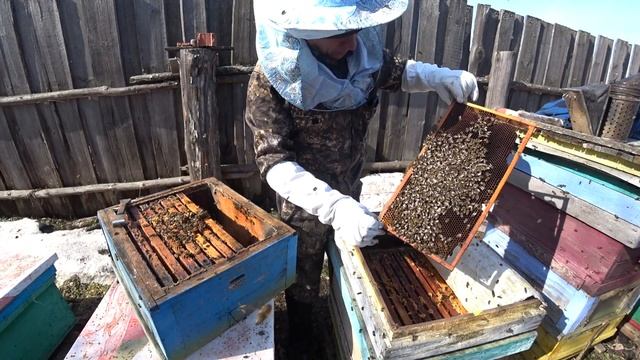 ФОРМИРОВАНИЕ ГНЕЗДА РАННЕЙ ВЕСНОЙ В УЛЬЕ РУТА, ЗИМОВАВШЕЙ В ДВУХ КОРПУСАХ НА ВОЛЕ смотреть онлайн