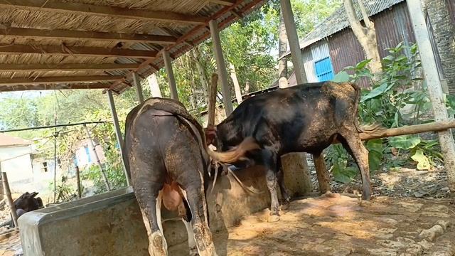 গরু পালন পদ্ধতি | গরু খামার প্রকল্পের জন্য গরু তৈরি করা হয়েছে | krishi khamar unlimited পাট২ смотреть онлайн